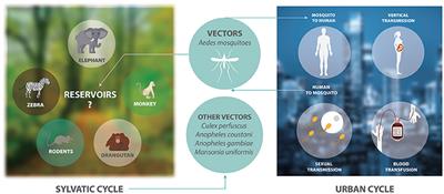 Autoimmune Neurological Conditions Associated With Zika Virus Infection